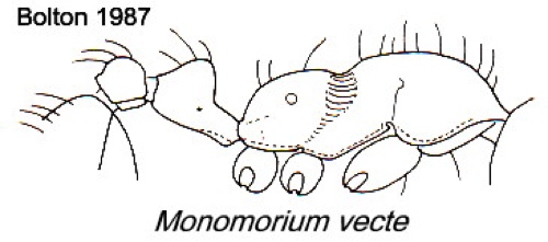 {Monomorium vecte}