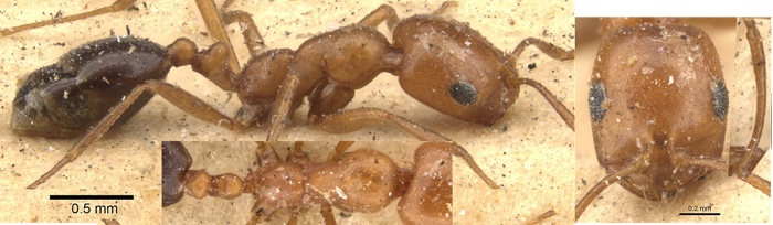 Monomorium venustum