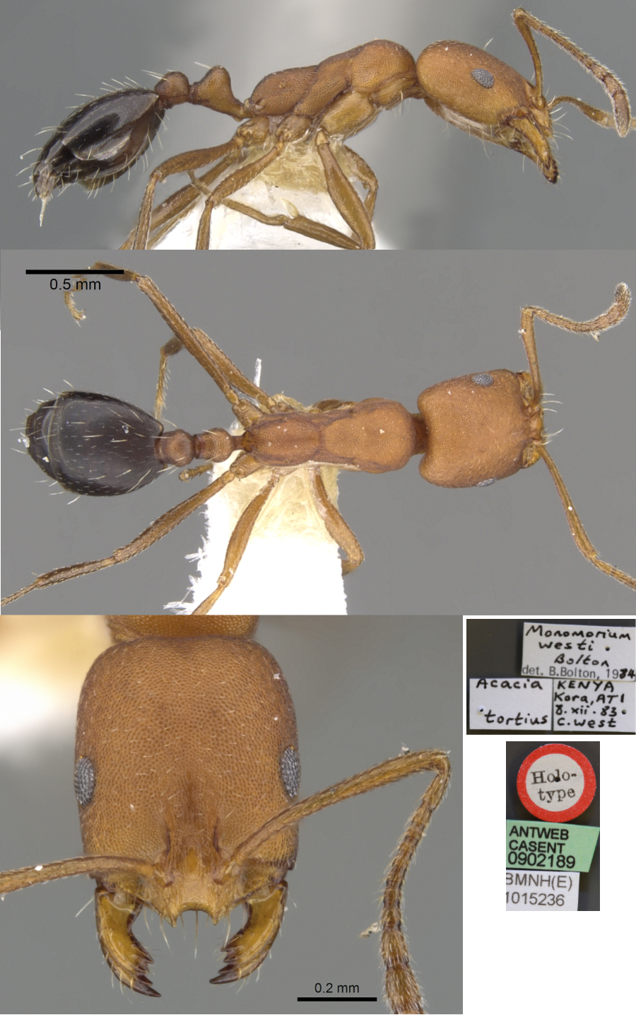 Monomorium westi