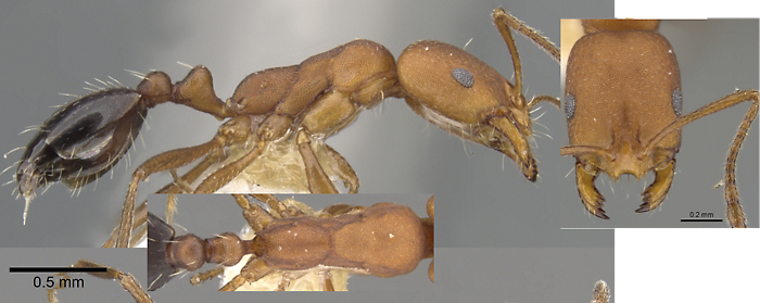 monomorium westi