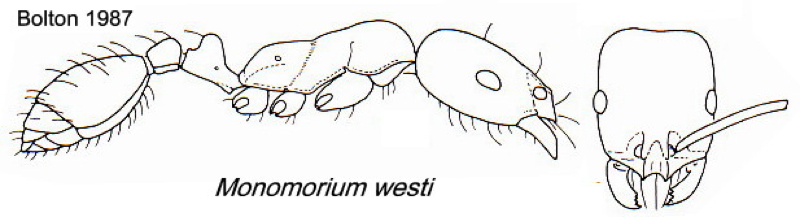 {Monomorium
westi}