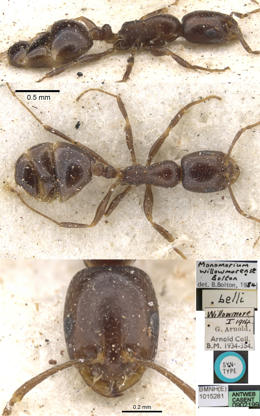 Monomorium willowmorense
