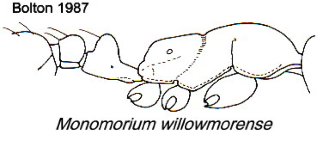 {Monomorium willowmorense}