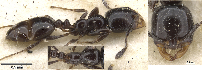 Monomorium xanthognathum