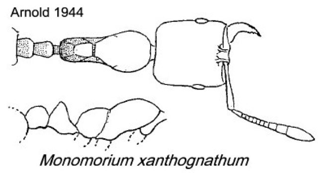 {Monomorium xanthognathum}