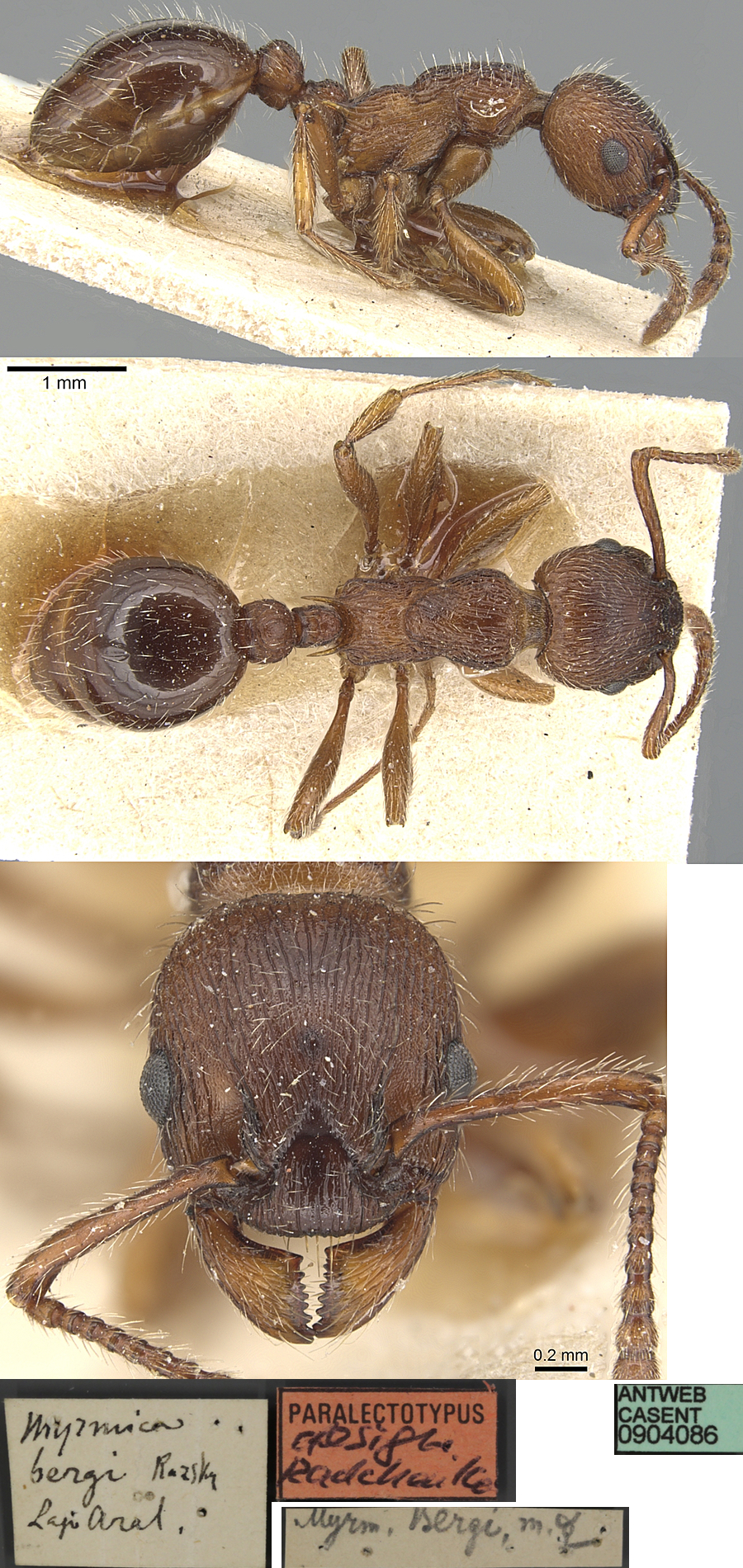 {Myrmica bergi}