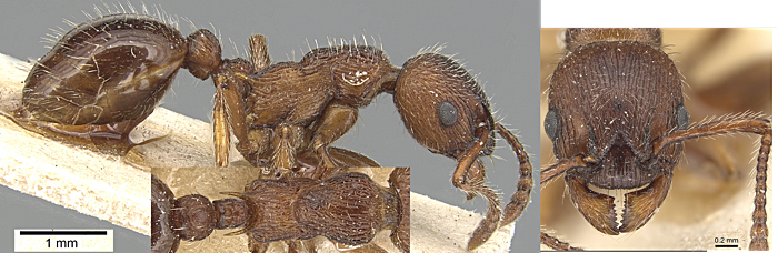 Myrmica bergi