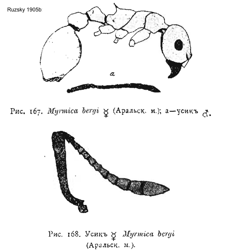 {Myrmica bergi}