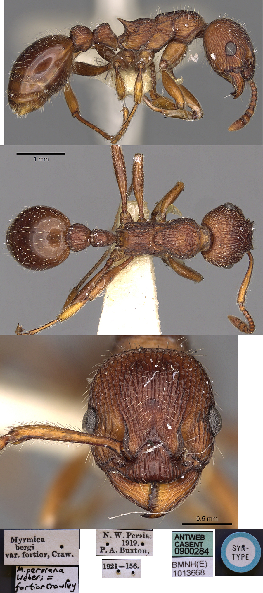 {Myrmica bergi}