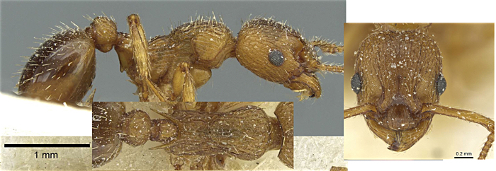 Myrmica constricta