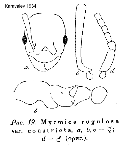 Myrmica constricta