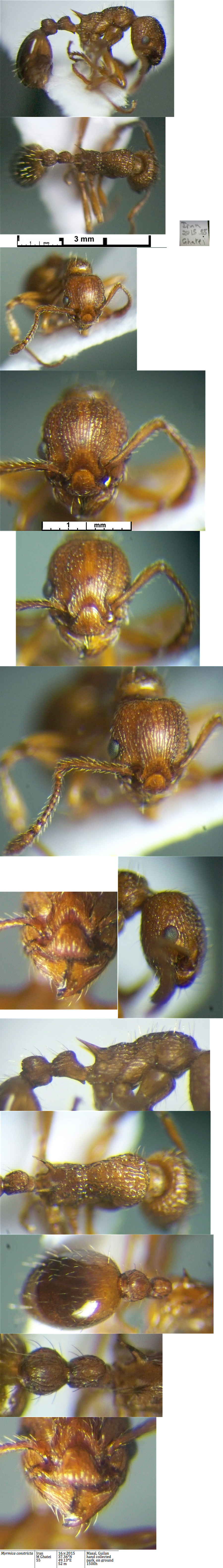 {Myrmica constricta}