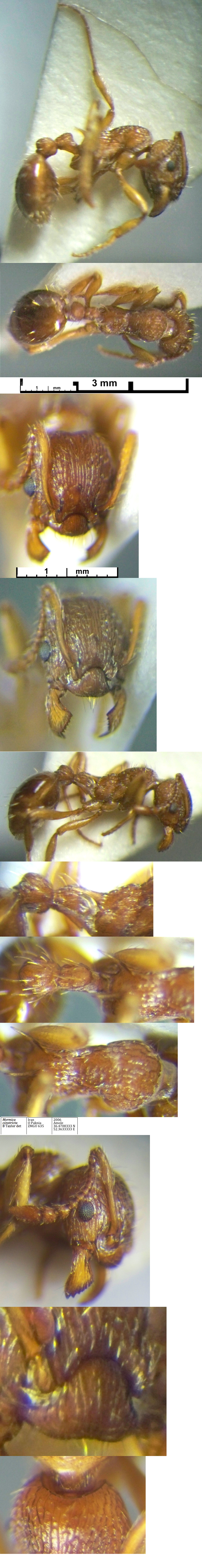 {Myrmica constricta}