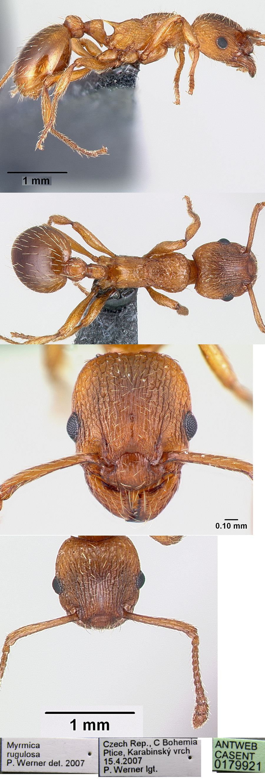 {Myrmica rugulosa}