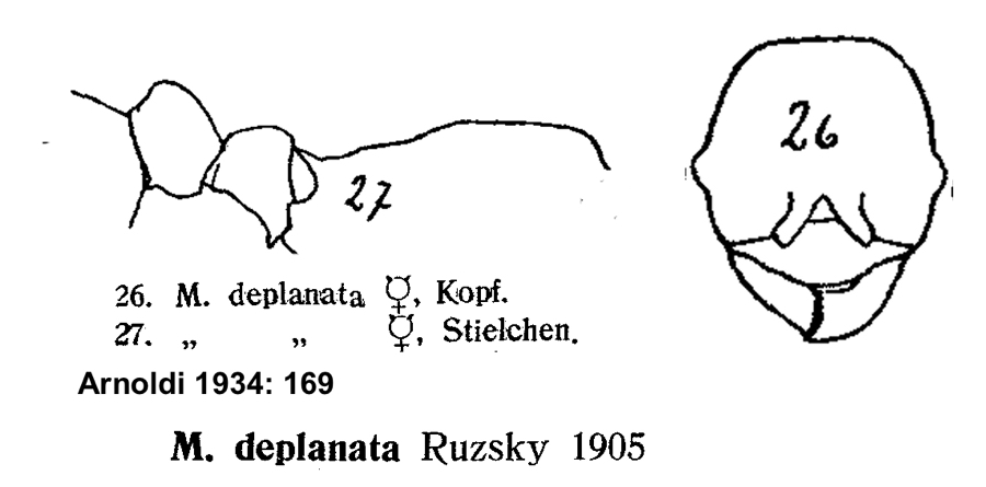 Myrmica deplanata