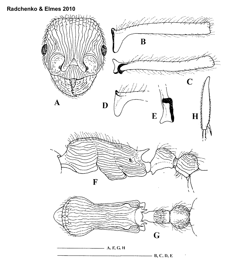 Myrmica deplanata