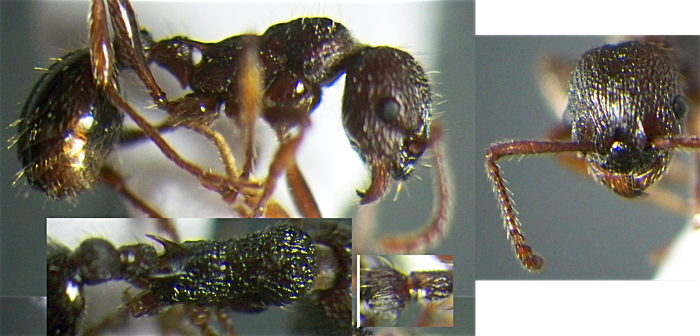 Myrmica deplanata