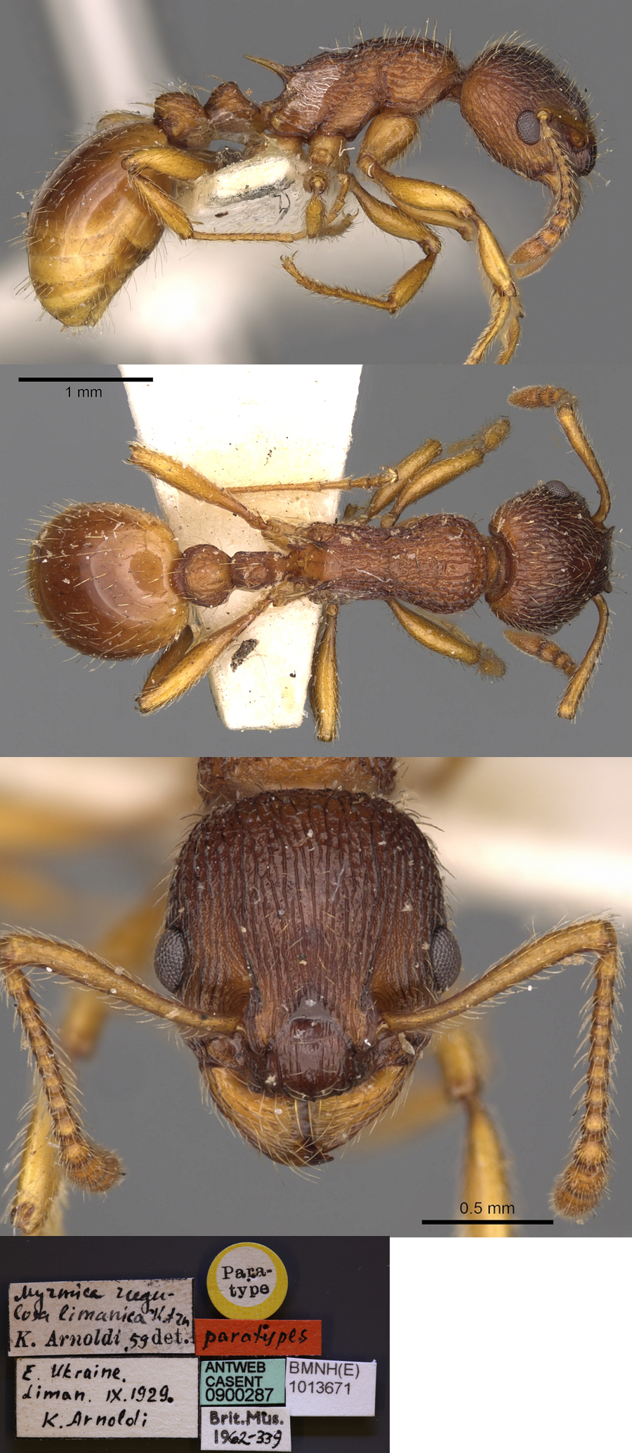 {Myrmica gallienii}