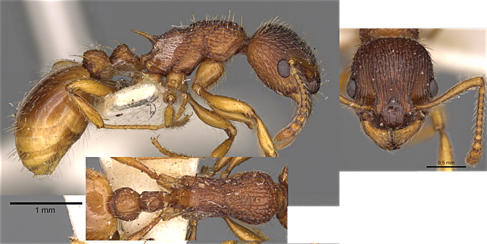 Myrmica gallieni