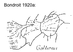 {Myrmica gallienii}