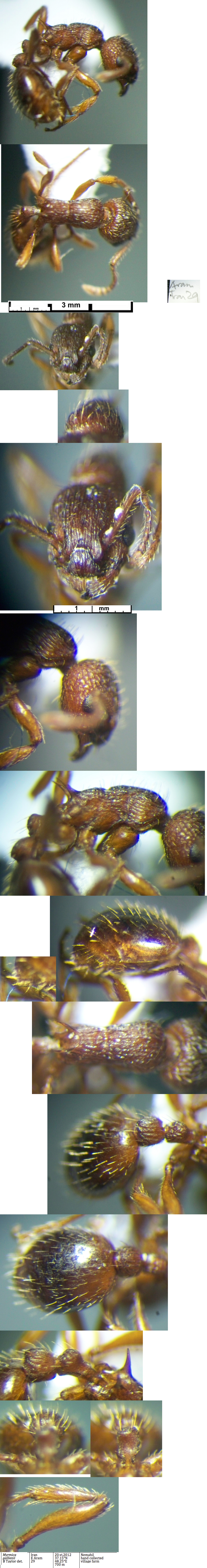 {Myrmica gallienii}