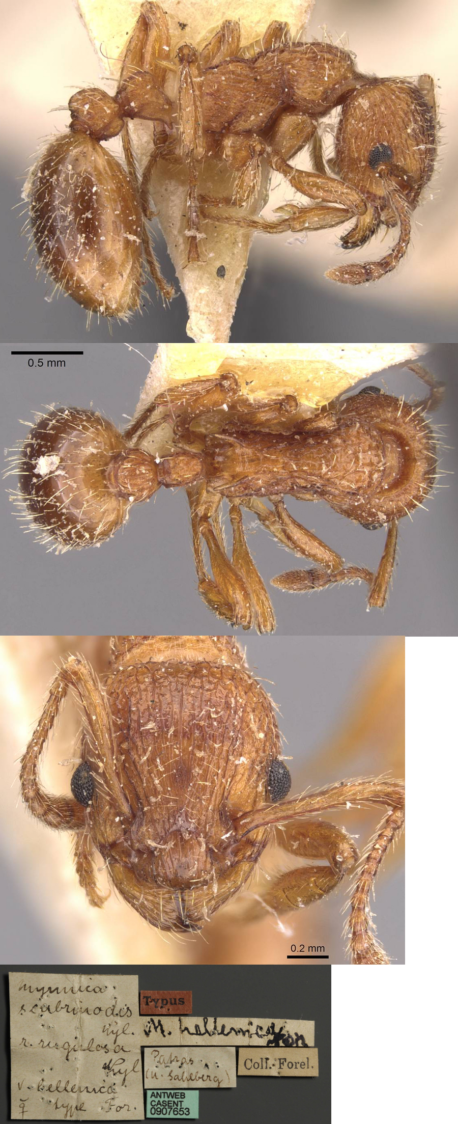 {Myrmica hellenica}