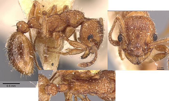 Myrmica hellenica