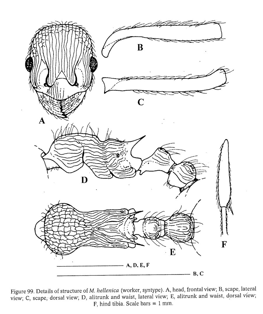 {Myrmica specioides}