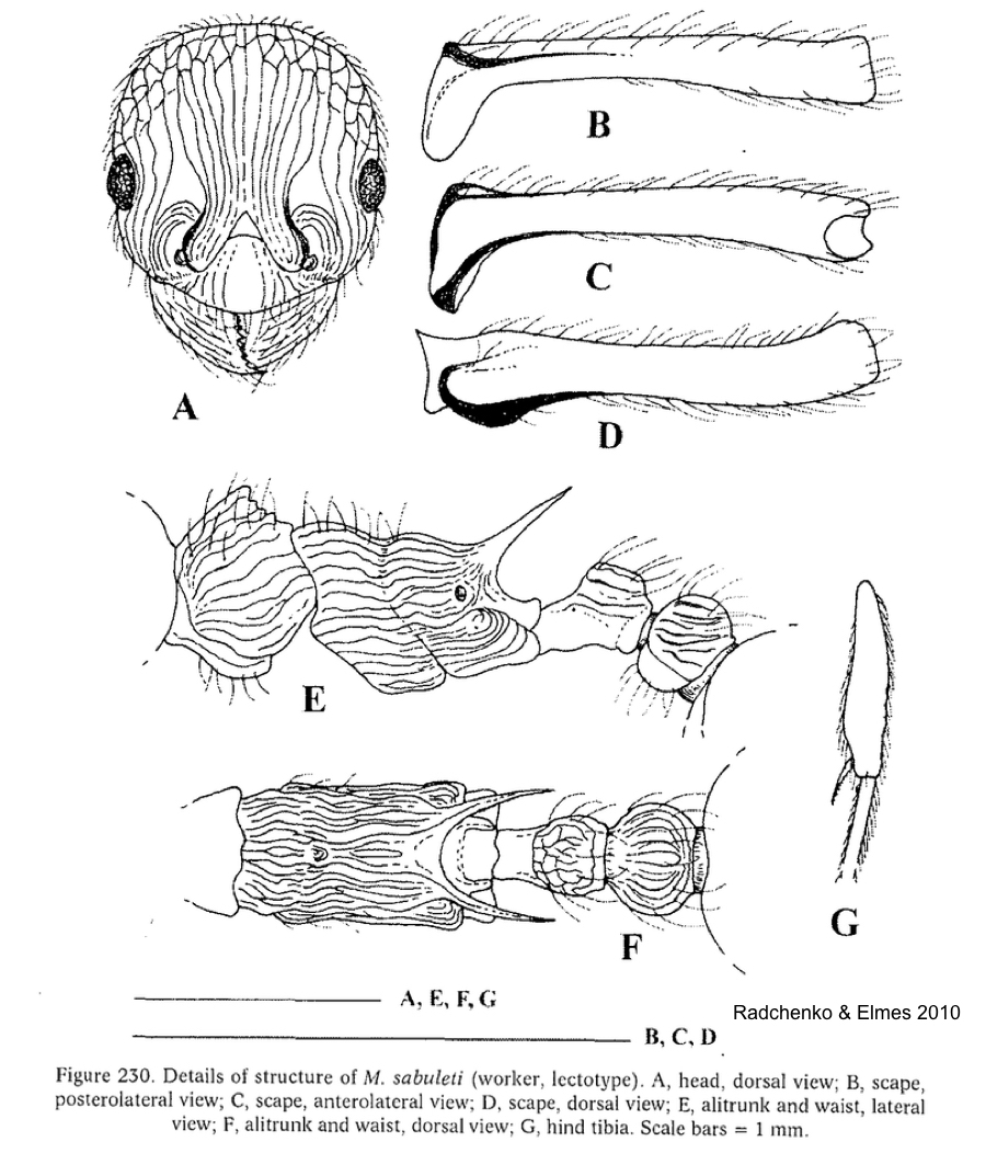 {Myrmica sabuleti}