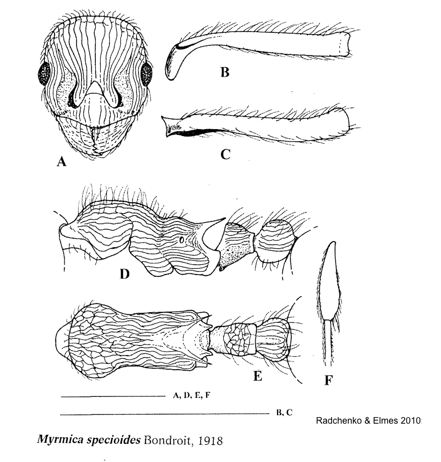 {Myrmica specioides}