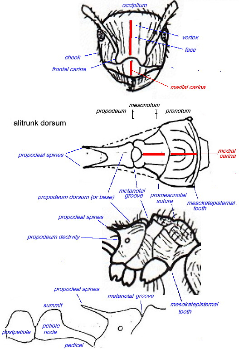 {myrmicaria glossary}