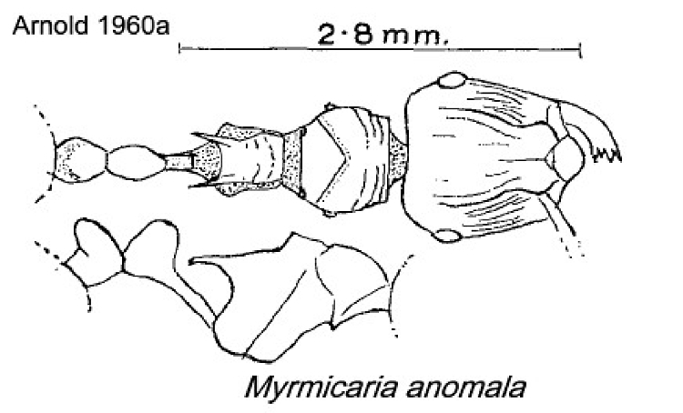 {Myrmicaria anomala}