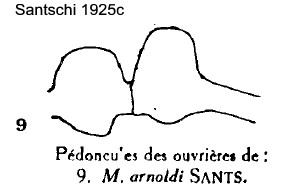 {M. arnoldi pedicel profile}