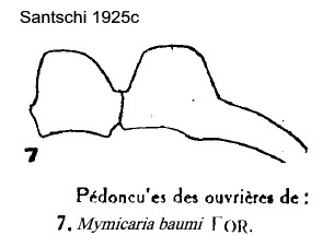 {M. baumi pedicel profile}