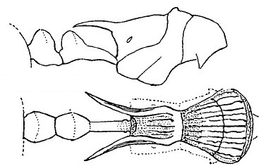 {Myrmicaria faurei}