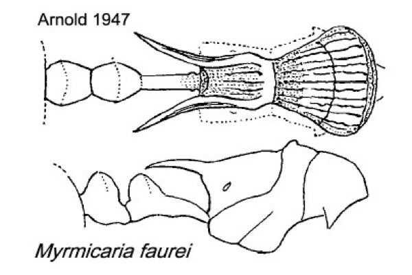 {Myrmicaria faurei}