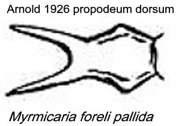 {Myrmicaria foreli pallida}