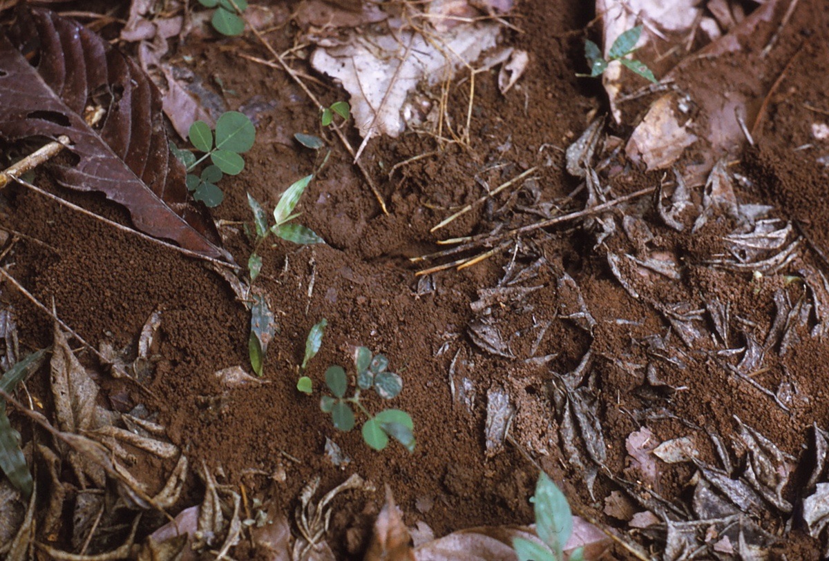 {Myrmicaria fumata nest}