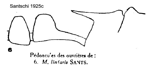 {M. fumata linearis body profile}