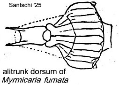 {M. fumata alitrunk dorsum}