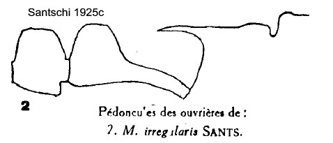 {M. irregularis body profile}