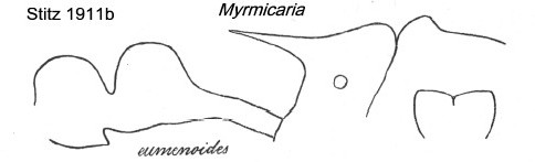 {Myrmicaria striata}