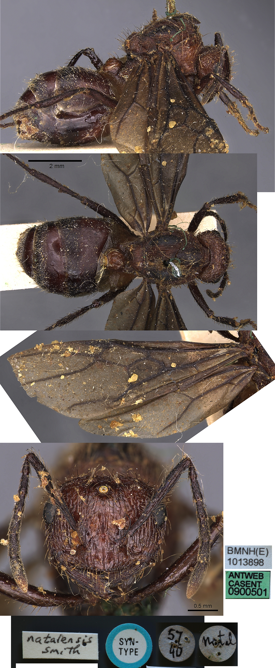 {Myrmicaria natalensis queen}