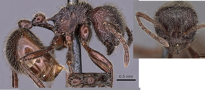 {M. nigra pedicel profile}