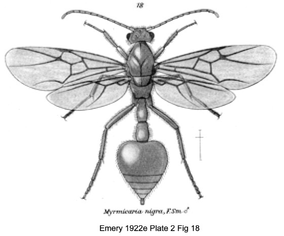 {Myrmicaria nigra}