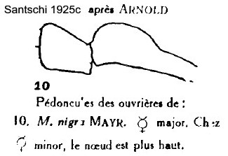 {M. nigra pedicel profile}