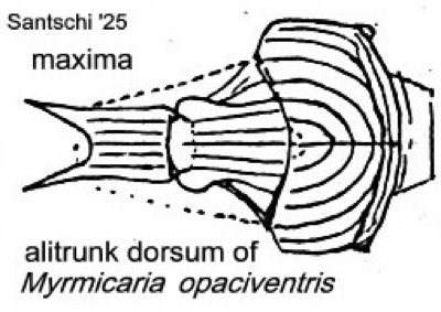 {M. congolensis alitrunk dorsum}