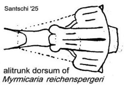 {M. reichenspergeri alitrunk dorsum}