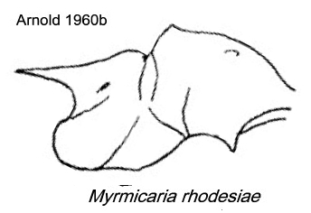 {Myrmicaria rhodesiae}