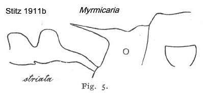 {Myrmicaria striata}